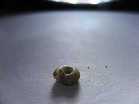 Buongiorno ragazzi identificazione..